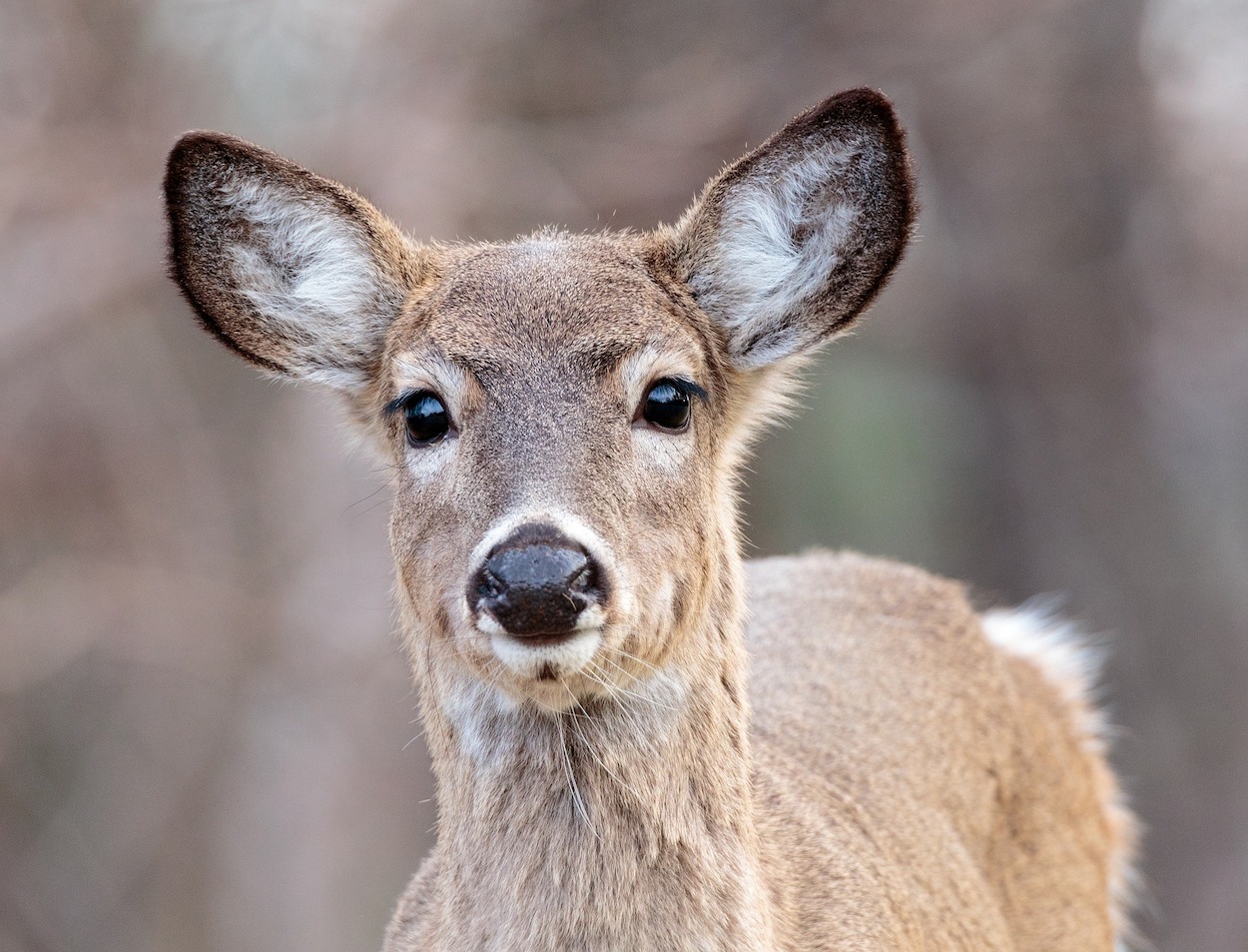 whitetail deer ears