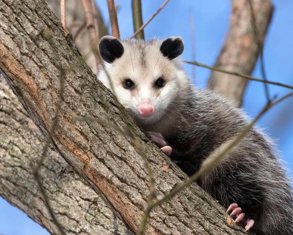 Opossum - Operation Wildlife